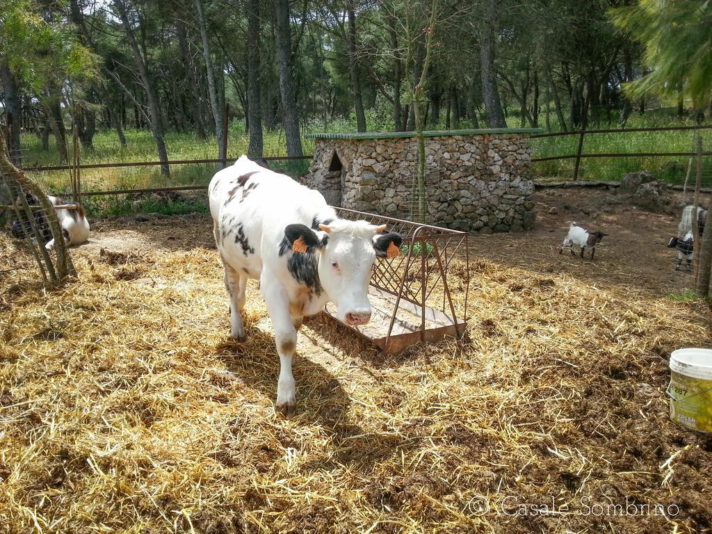 בית הארחה Supersano 	Casale Sombrino מראה חיצוני תמונה